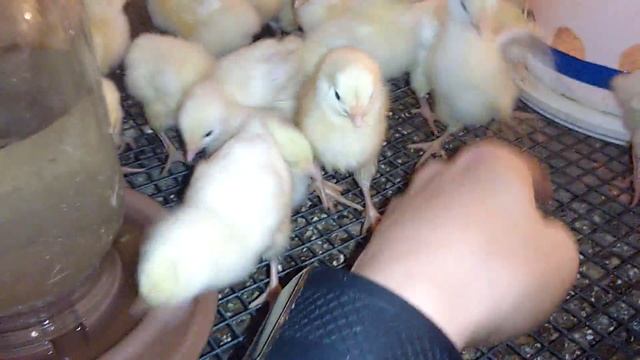 Делаем брудер для суточных цыплят, просто и дёшево. смотреть онлайн