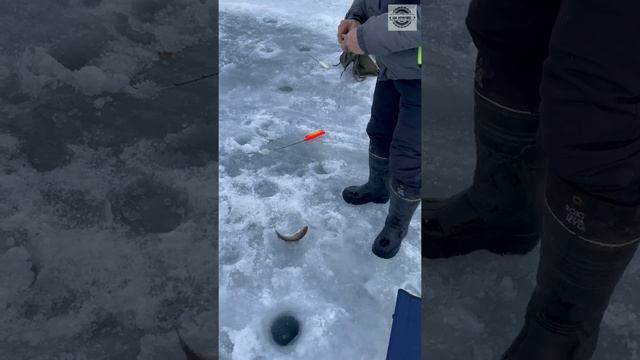ЛОВЛЯ ЗУБАРЯ| ПОПАЛИ на МОЩНЫЙ КЛЁВ| НАВАГА| ЗИМНЯЯ РЫБАЛКА| НА КРЮЧКЕ| ДОЛИНСК СТАРОДУБСКОЕ