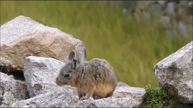 Vid 20, Viscacha en Machu Picchu