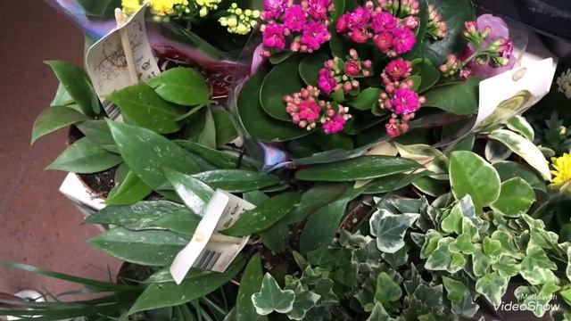 Мечты сбываются в Экофлоре.Оптовый Цветочный магазин. смотреть онлайн