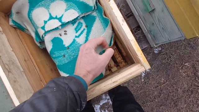 февральская подкормка пчел медовыми лепешками 15.02.2023 смотреть онлайн