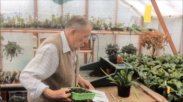 Streptocarpus Cuttings смотреть онлайн