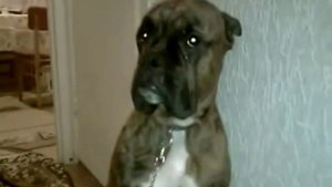 Ржака. Собаку ругают