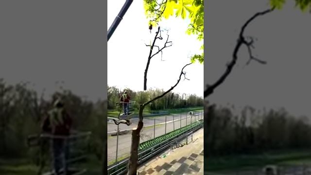Trees felling Monza racetrack.Автодром Монца Италия.Autodromo di monza. Abbattimento quercia.
