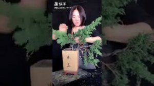 Как согнуть бонсай