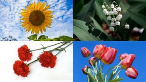 Карточки Домана Часть 10 Цветы!