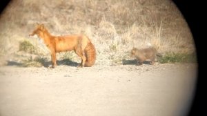 ? Чукотка / Чукотские Лисы / Угольные Копи / Анадырь