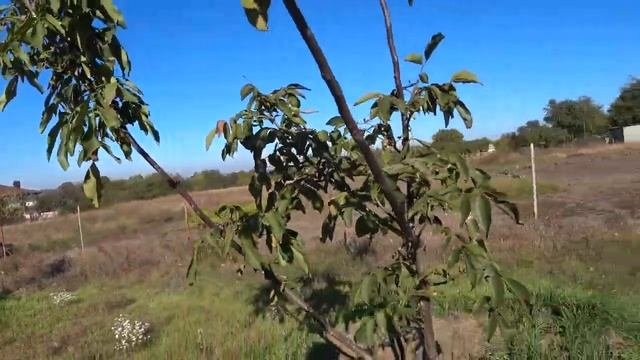 Грецкий орех урожайность по годам