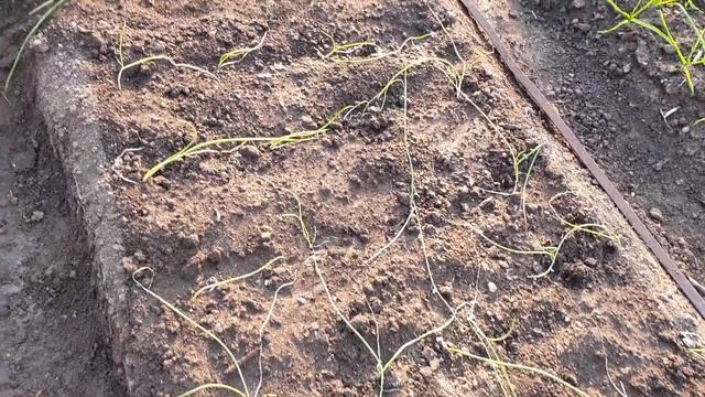 Высаживаем Лук Эксибишен в грунт. Как ухаживать за луком. смотреть онлайн