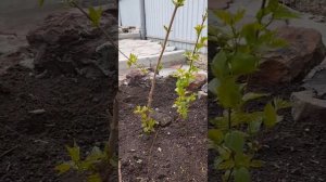 Канадский клён