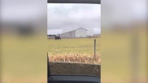 Этот Лев Был Обречен. Хищники, которые Явно Ошиблись с Жертвой