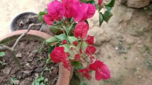 Bougainvillea Flower