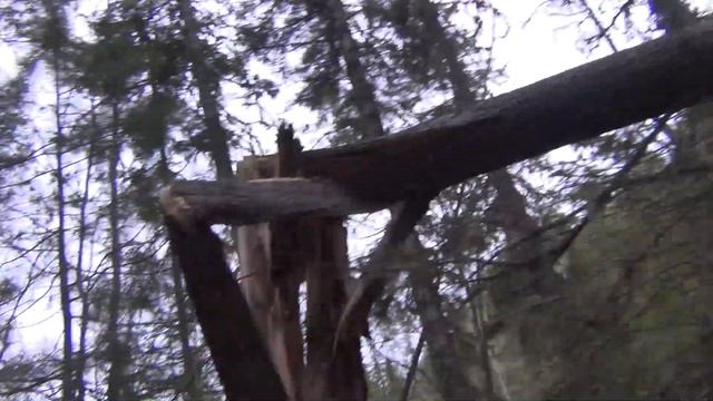 Медведь сломал дерево ставя метку холкой Тайга Охота