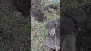 Стопроцентная ловля слепышей и кротов!!! Проверено неоднократно! На рыбацкий крючок!