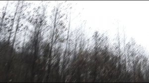 Охота на вальдшнепа осенью 2015