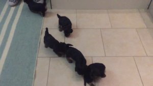 Щенки йорка *1 месяц 3 дня*