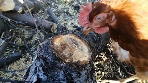 Как  сохранить  чеснок до весны