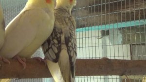 Начали вылетать с гнезд птенцы Карелл.