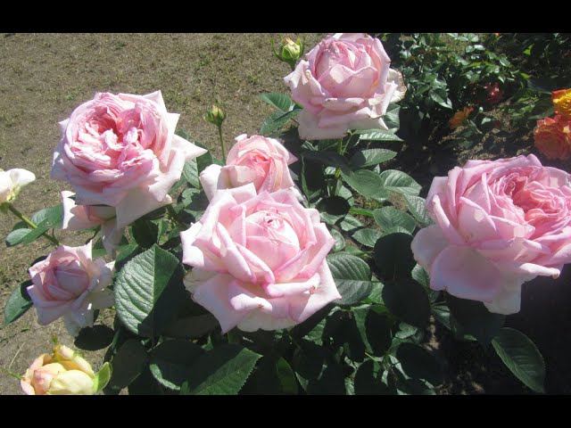 КОГДА ОТКРЫВАТЬ РОЗЫ.ПЕРВАЯ ОБРАБОТКА ОТ БОЛЕЗНЕЙ И ВРЕДИТЕЛЕЙ. смотреть онлайн