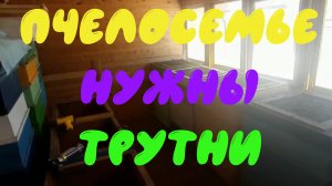 Полноценная пчелосемья без трутней невозможна