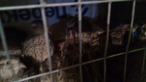 Разведение перепелов, как определить пол в 3 недели.