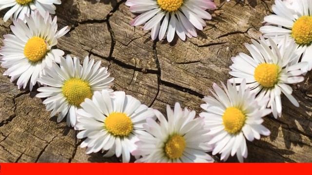 Как Построить Отношения С Мужчиной Девой смотреть онлайн