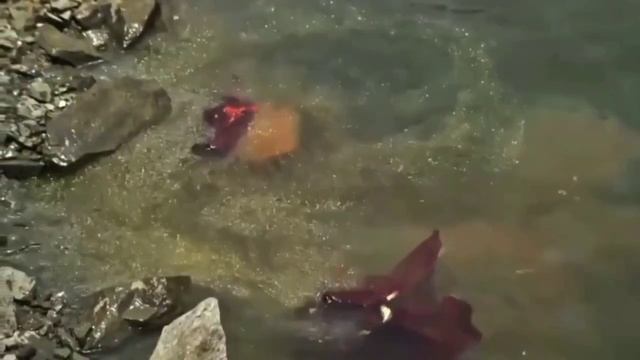 30 ОБРЯДЫ БЕССИЛЬНЫ ПЕРЕД ПРИРОДОЙ. Будда #просветление #мировоззрение #буддизм смотреть онлайн