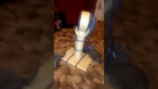 Котята голубоглазые британцы в деле