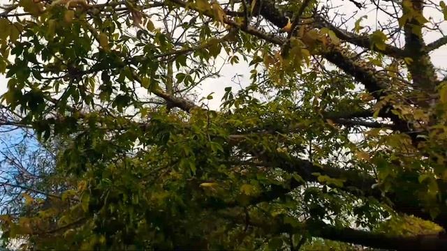 Утро в Израиле.готовим обед,и домашний хлеб.❤? смотреть онлайн