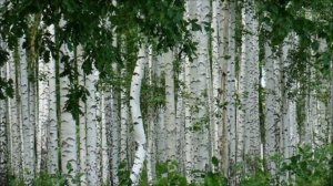 Виктор Ортман и Михаил Блат   Березы