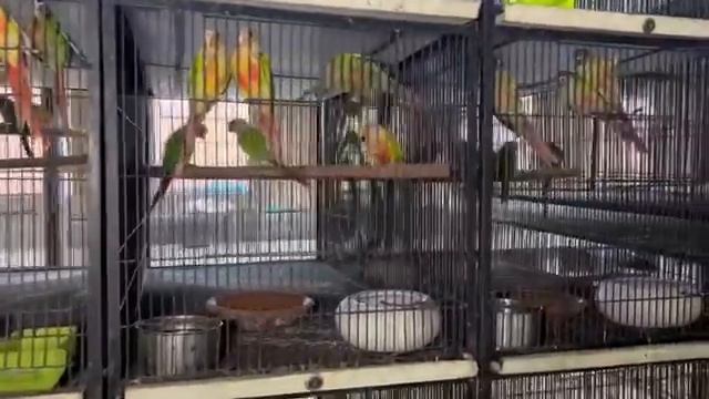 Biggest Macaw Breeding Farm in Gujranwala Pakistan Scarlet, Blue Gold, Red & Green wing Zubair Anwe смотреть онлайн