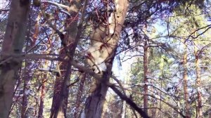 Челябинский парк Гагарина природа и свежий чистый воздух 14.02.2022г