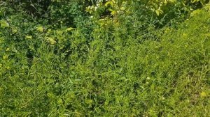 Как выбрать землю для покупки на дачу