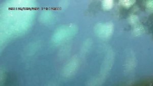 Динго, обзор