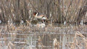 Чомга на гнезде, наблюдение птиц в Новгородской области, 10 мая 2024
