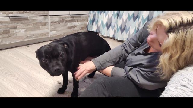 Staffbull весенняя линька смотреть онлайн