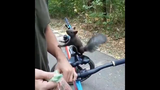 Жителей Ставрополя умилила ручная белка смотреть онлайн