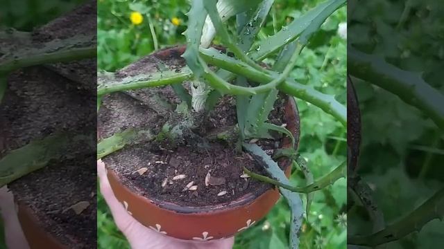 посадил алоэ в горшок. рассказываю как смотреть онлайн