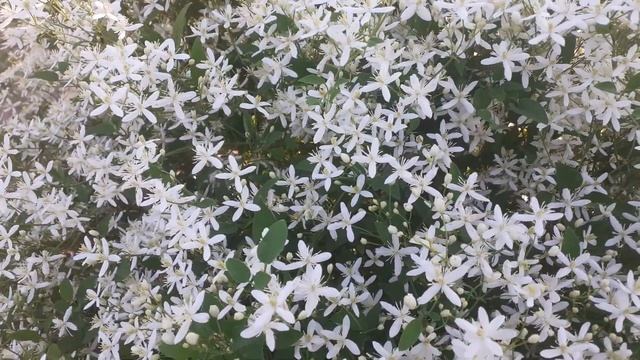 Цветение клематиса маньчжурского. смотреть онлайн