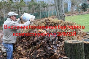 Внесение почвенных бактерий в компостную кучу зимой