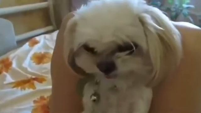 Собака Фас смотреть онлайн