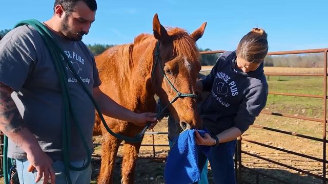 Horse Shelter Heroes S5E11 - Bob Barker's Gift! смотреть онлайн