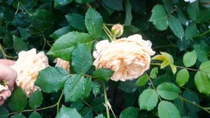 Обильноцветущая английская роза?Голден Селебрейшен Golden Celebration?David  Austin roses