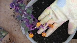 Мои комнатные цветы в октябре.ГИНУРА.КОЛЕРИЯ.Пересадка,уход.