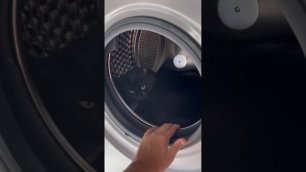 Кот  Бэтмен залезает в стиральную машину, стиральная машина, животные.