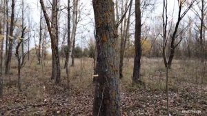 По грибы. Вот это удача. Мы в восторге???? Рядовка серая.
