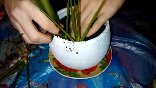 Мои комнатные растения. Пересадка взрослого спатифиллума