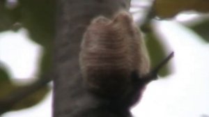 Кладка самки богомола - оотека