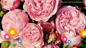 Роза флорибунда Мария терезия. Краткий обзор, описание характеристик rosa Maria Theresia