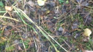 В лес, за грибами! Мокруха Еловая!